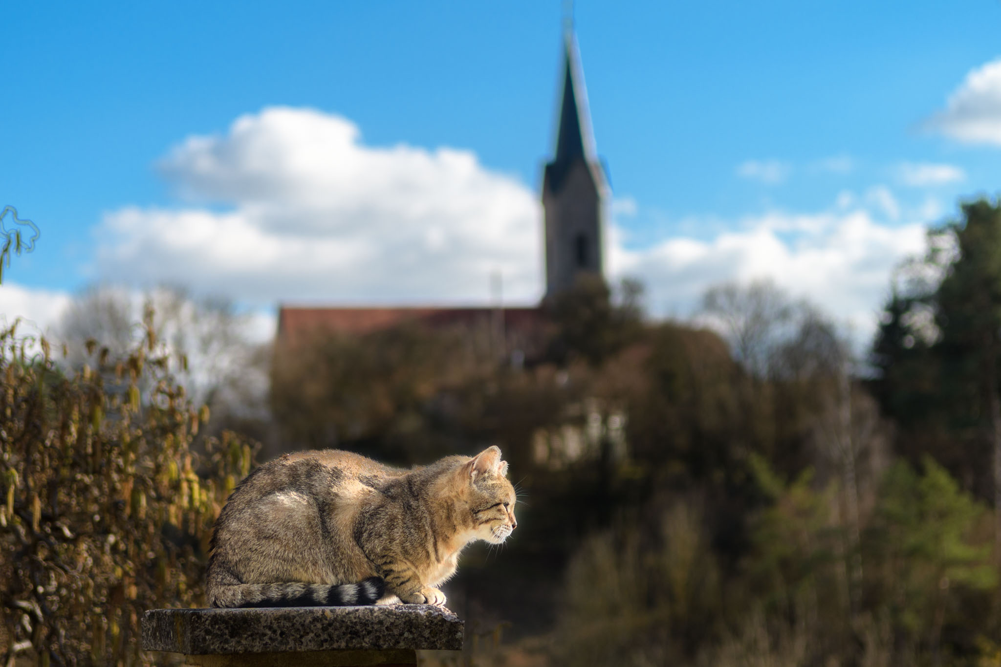 Katze auf Mäuerchen vor fränkischer Kirche