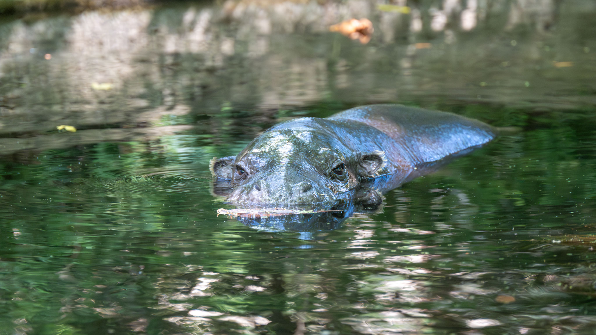 Berlin Zoologi­scher Garten
