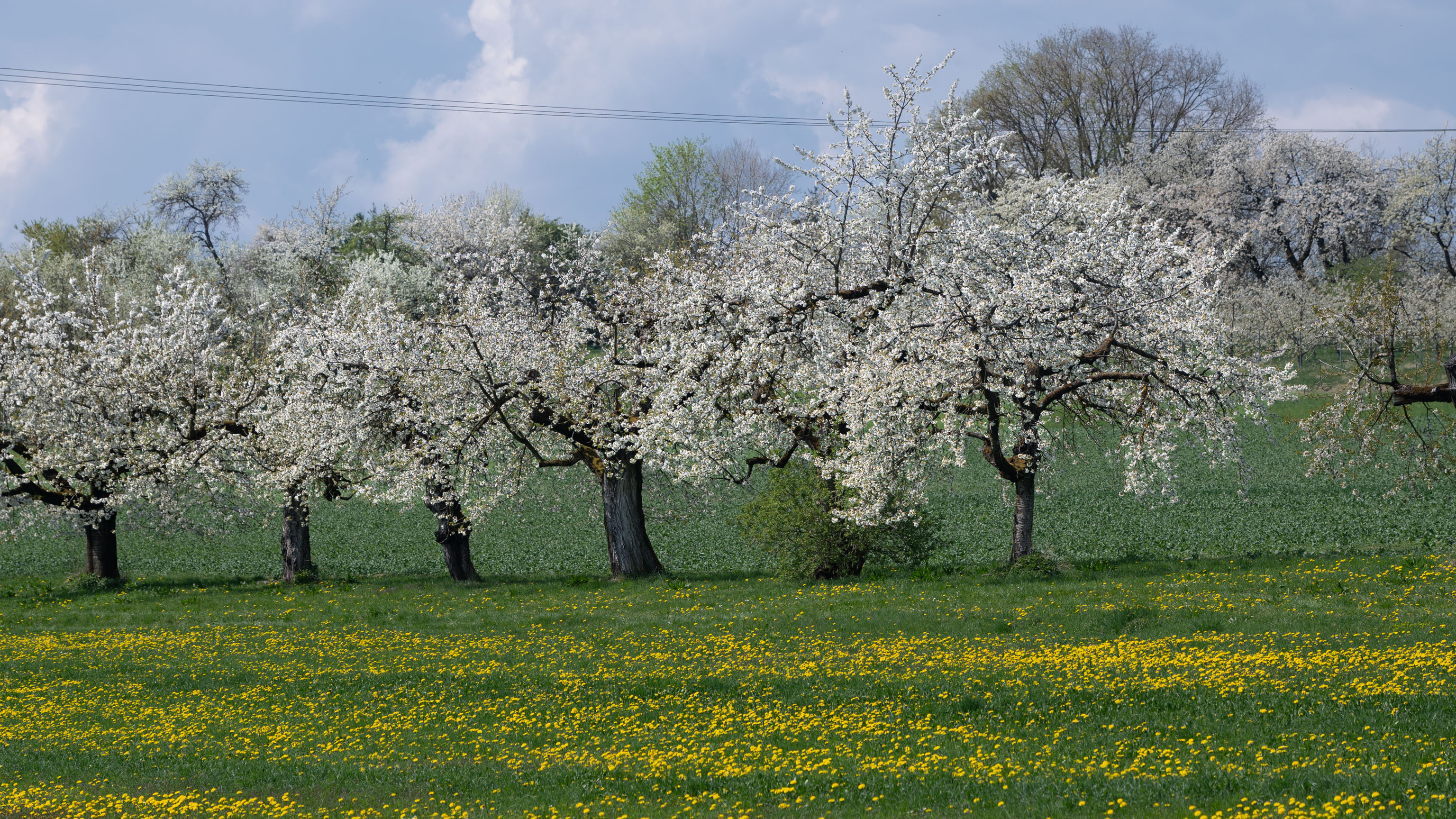 eine Reihe blühender Kirschbäume vor Löwenzahnwiese