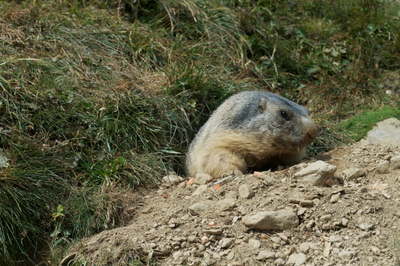 Murmeltier (nicht dass Ihr denkt, Lars habe sich nicht gewaschen!)