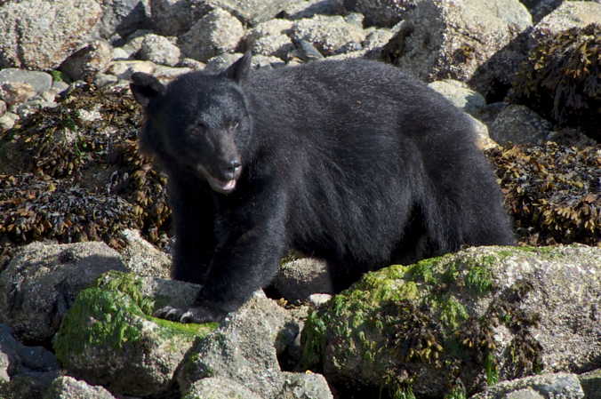 Schwarzbär