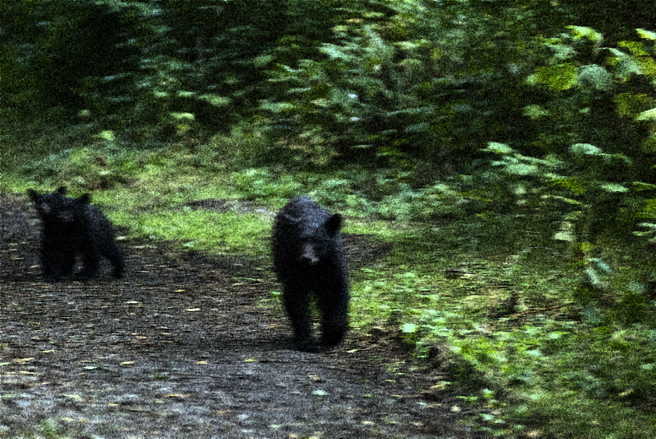 Schwarzbären