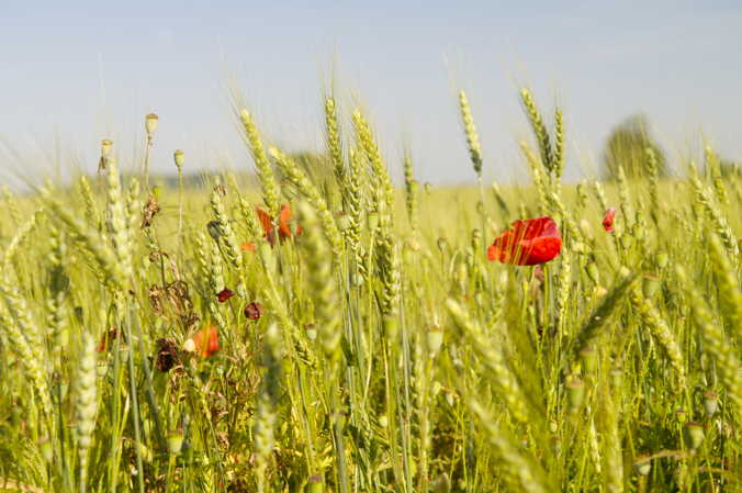 Getreide-Mohn-Feld