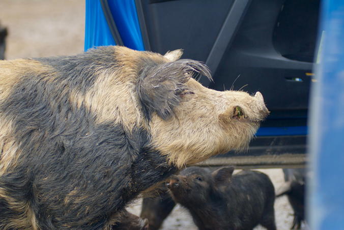 Wild Pigs at Road 309