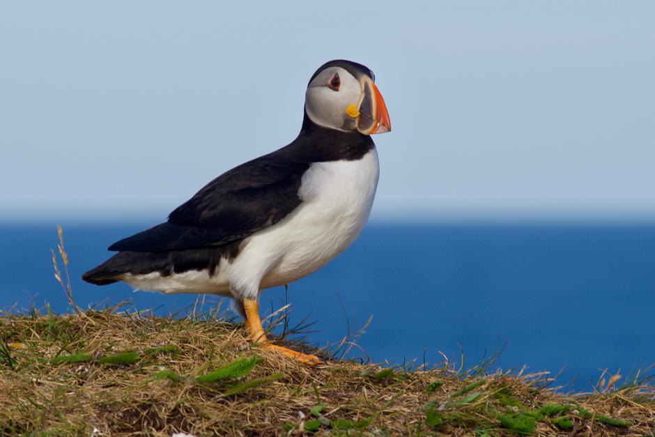 Puffin