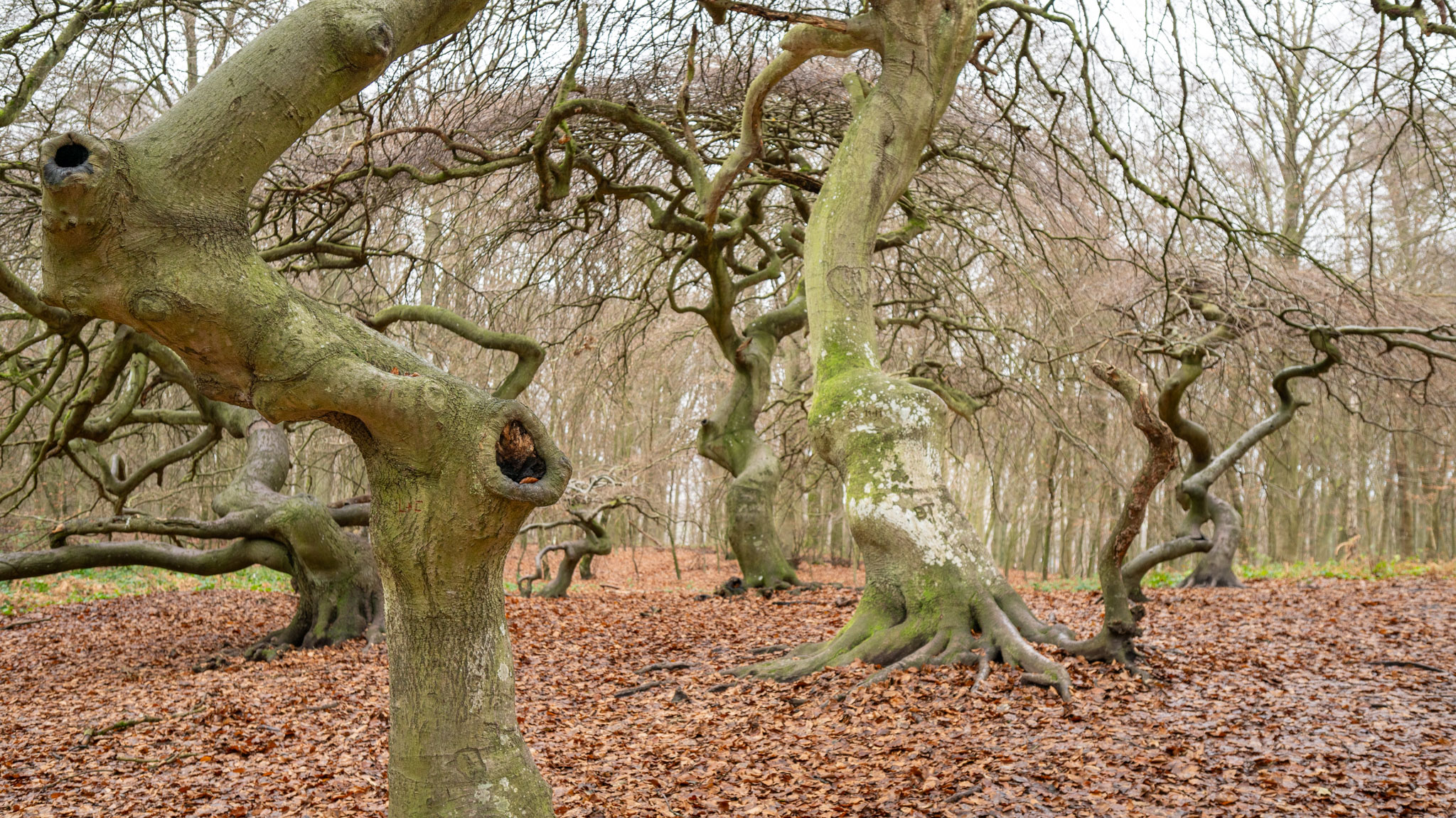 Süntelbuchen ("Krüppelbuchen") im Waldpark Semper