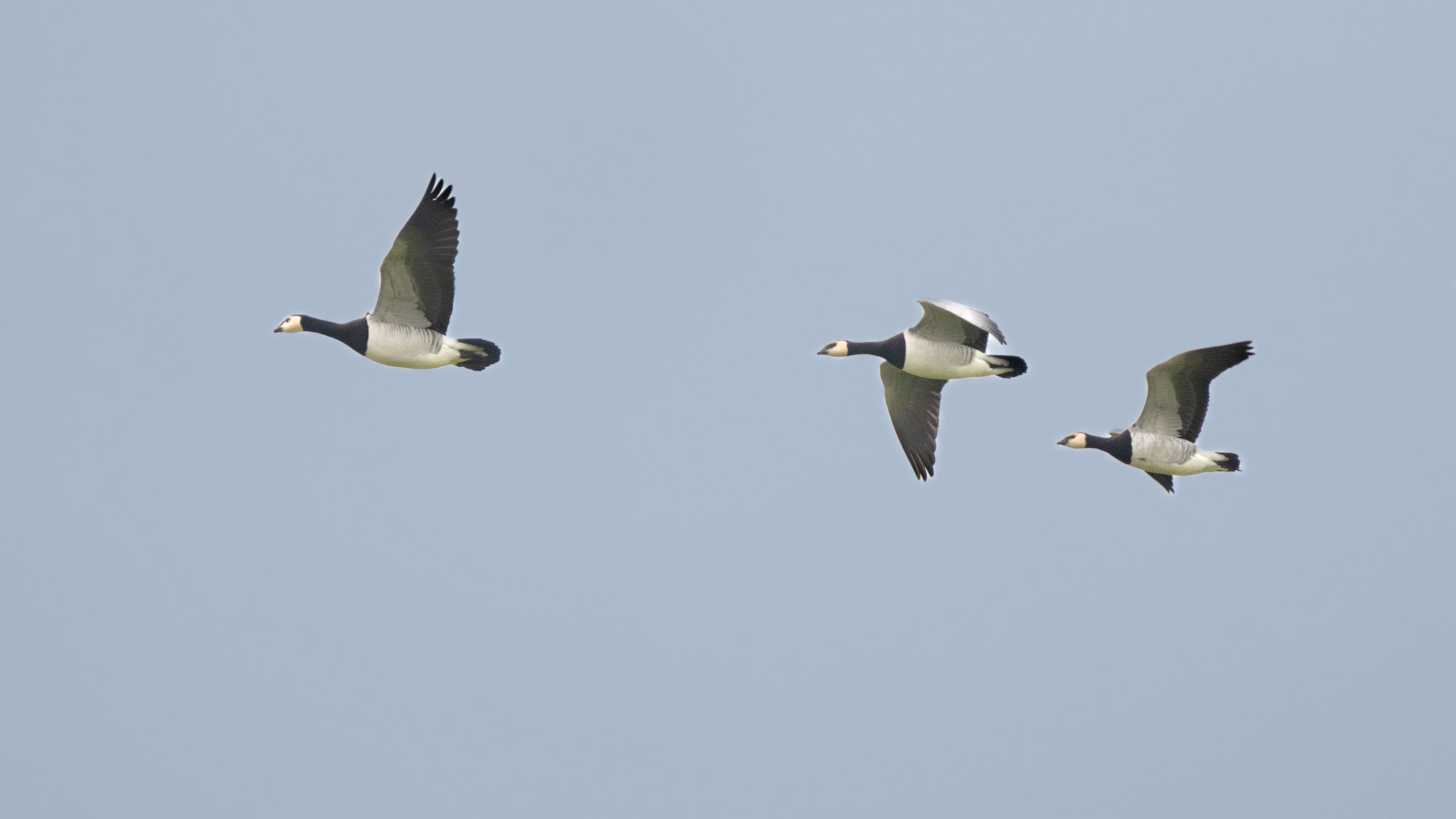 drei Weißwangengänse im Flug
