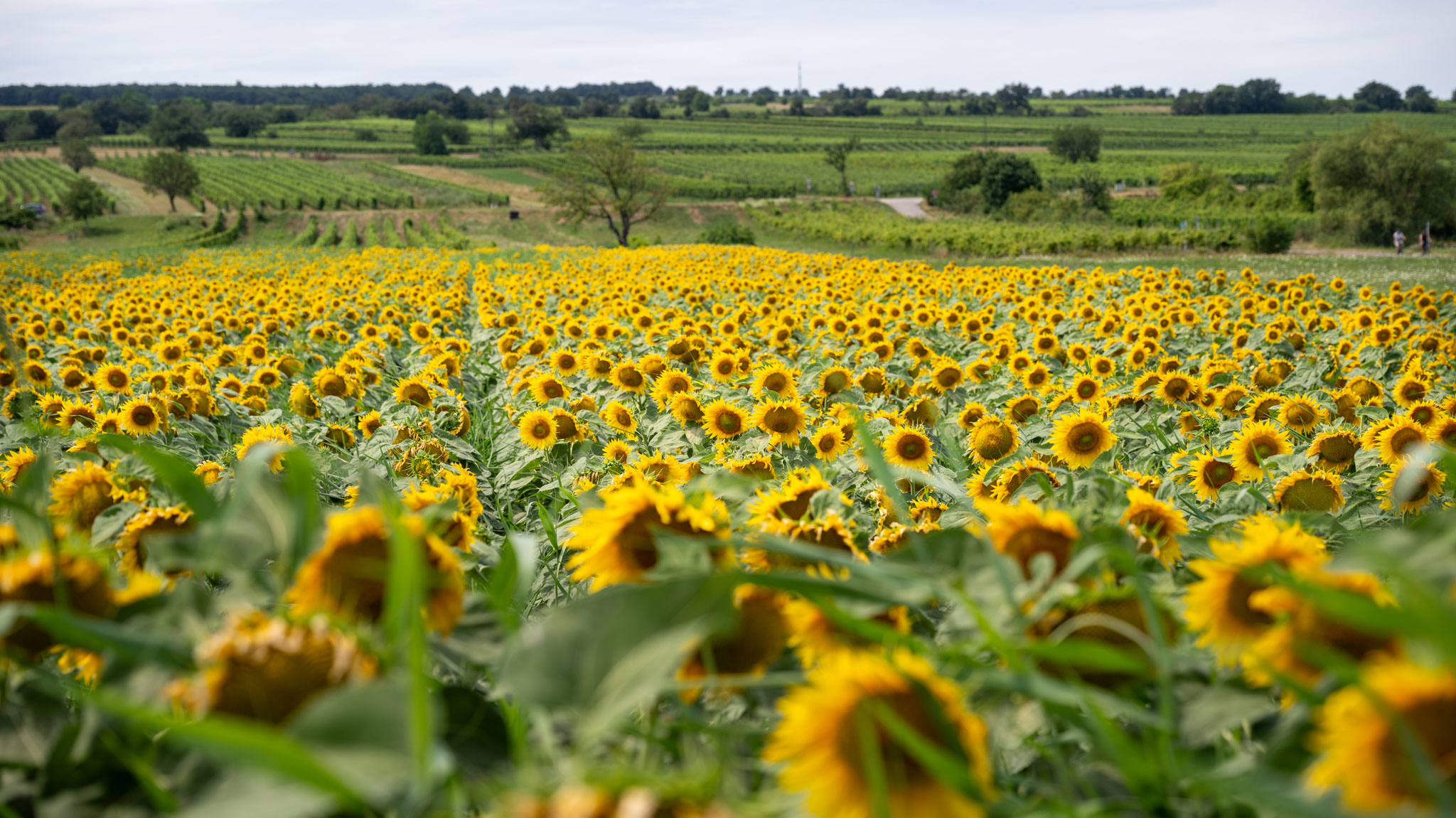 Sonnenblumenfeld