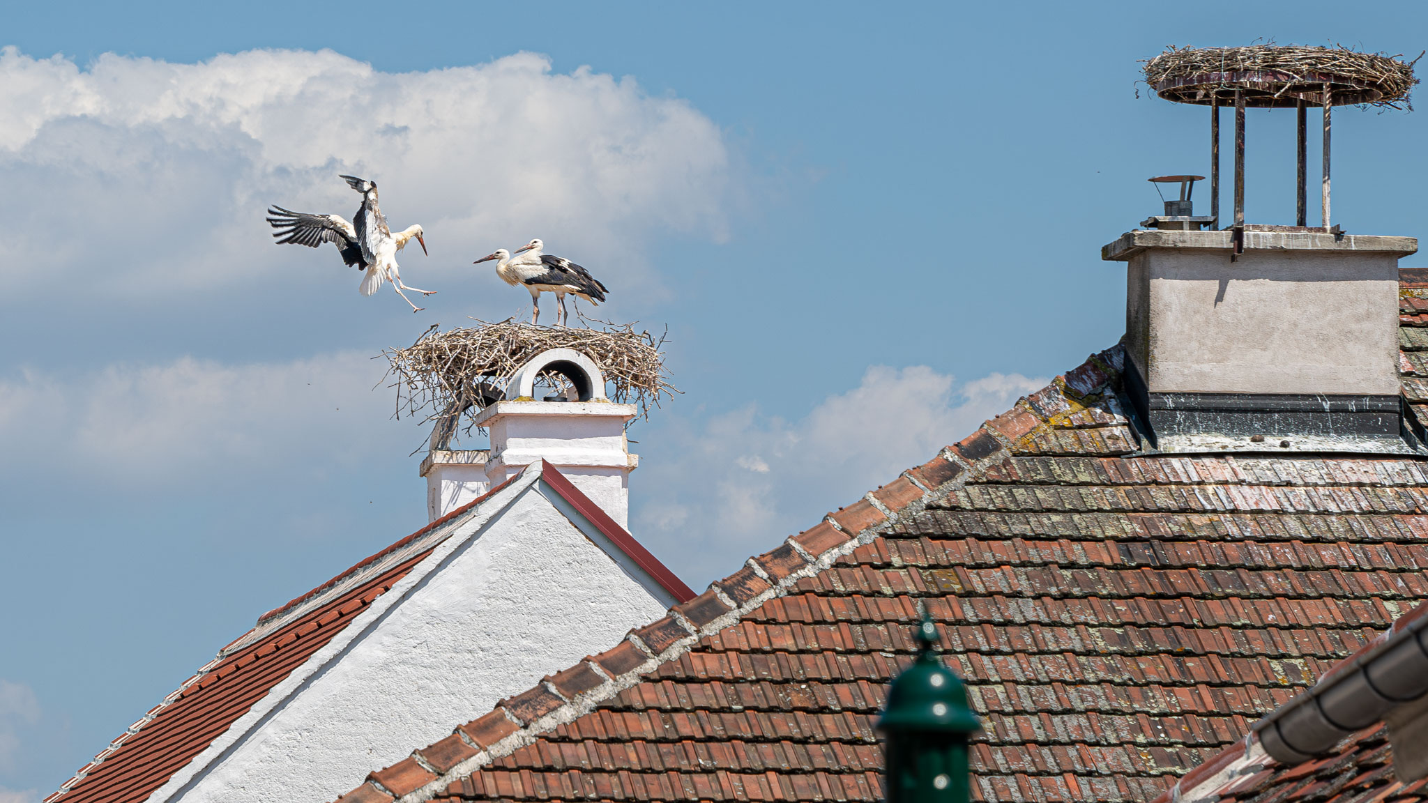 ein Storch landet in seinem Nest auf einem der Dächer von Rust