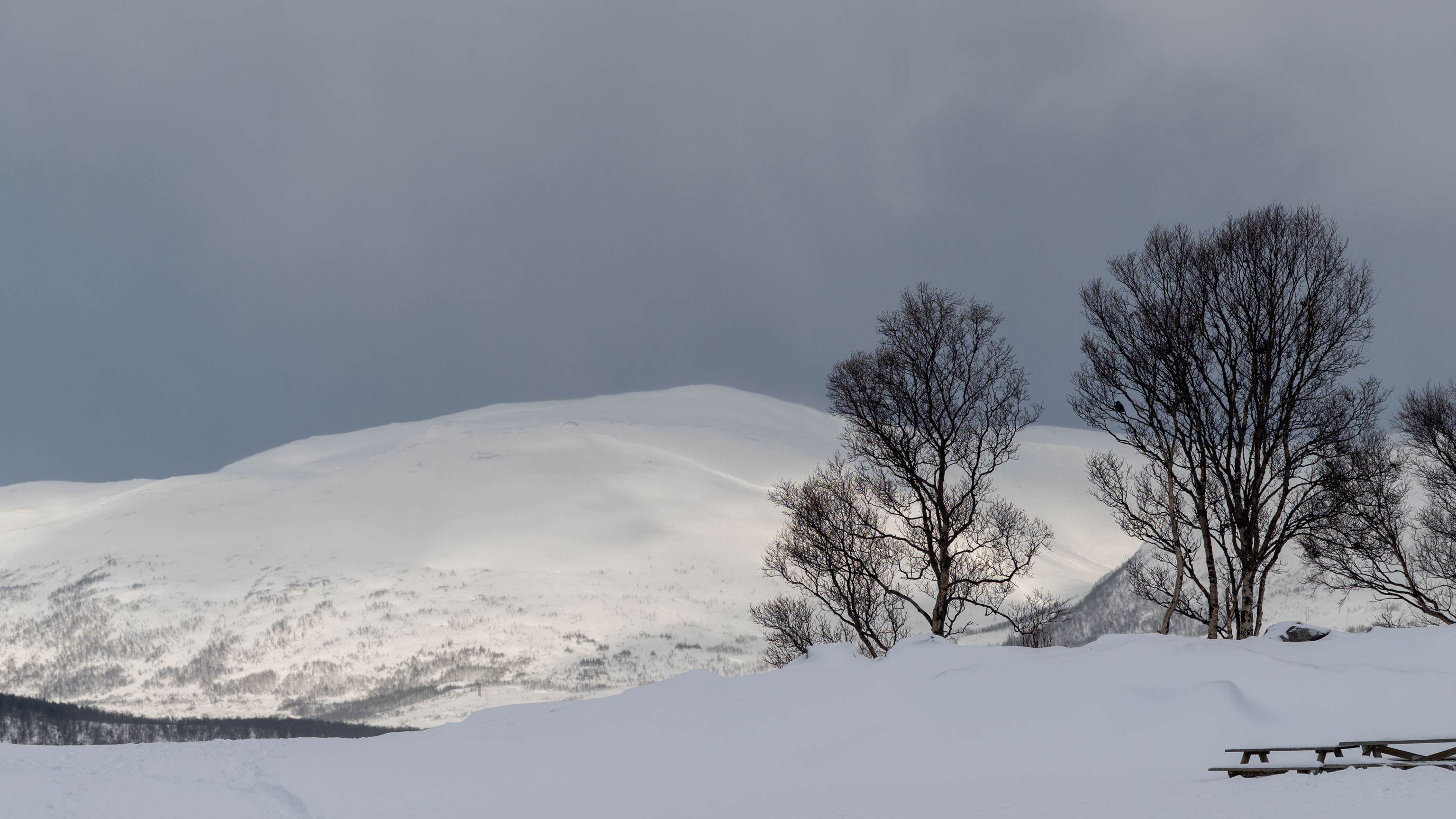 sonnige schneebedeckte Winterhügellandschaft mit ein paar Bäumen auf unserer Wanderung an die Südspitze von Tromsøya
