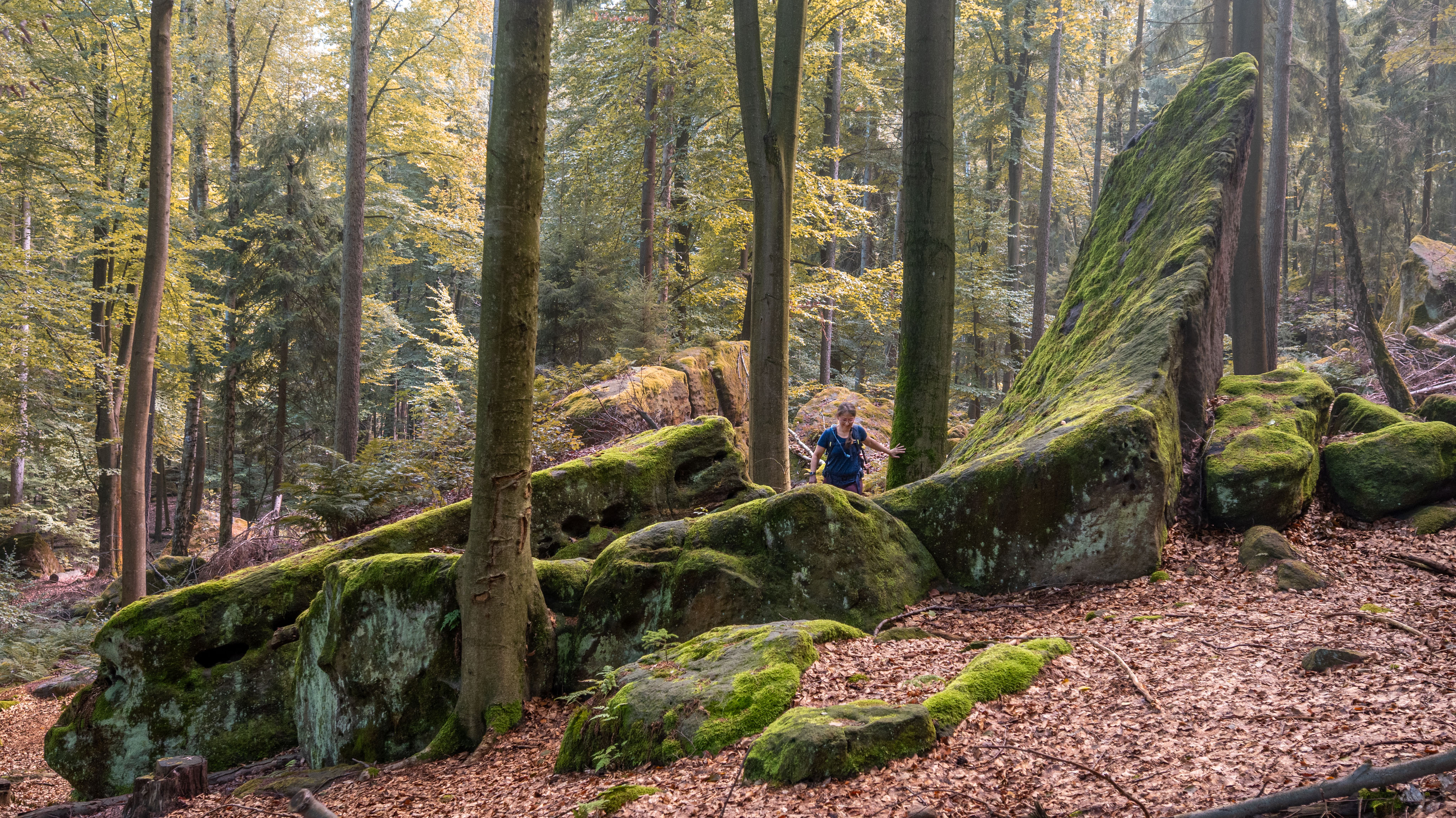 Maria wandert durch einen lichtdurchfluteten Wald im Elbsandsteingebirge